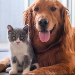 TAMBIÉN TENGO GATO!